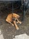 Cane Corso Puppies for sale in Columbus, OH, USA. price: $300
