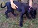 Cane Corso Puppies for sale in Grovania, GA 31036, USA. price: $200