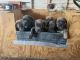 Cane Corso Puppies for sale in Merrillville, IN 46410, USA. price: $1,000