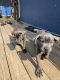 Cane Corso Puppies for sale in Lansing, MI, USA. price: NA