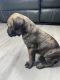 Cane Corso Puppies for sale in Winder, GA 30680, USA. price: NA