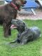 Cane Corso Puppies for sale in Simi Valley, CA, USA. price: NA