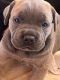 Cane Corso Puppies for sale in Riverside County, CA, USA. price: $1