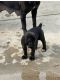 Cane Corso Puppies for sale in Philadelphia, PA, USA. price: $1,200