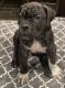 Cane Corso Puppies for sale in Litchfield Park, AZ 85340, USA. price: $1,500