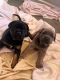 Cane Corso Puppies for sale in Perris, CA, USA. price: NA