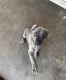 Cane Corso Puppies for sale in Phoenix, AZ, USA. price: $800