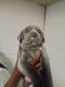 Cane Corso Puppies for sale in Harper Woods, MI 48225, USA. price: NA