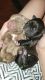 Cane Corso Puppies for sale in Orange County, CA, USA. price: $1,500