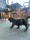 Cane Corso Puppies for sale in Boise, ID, USA. price: $1,500