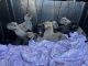 Cane Corso Puppies for sale in San Jose, CA, USA. price: $2,000
