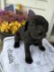 Cane Corso Puppies for sale in Sauget, IL, USA. price: NA