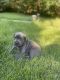 Cane Corso Puppies for sale in Cincinnati, OH, USA. price: $1,000