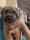 Cane Corso Puppies for sale in Moreno Valley, CA, USA. price: $1,500