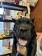 Cane Corso Puppies for sale in Placerville, CA 95667, USA. price: NA