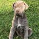 Cane Corso Puppies for sale in California, MO 65018, USA. price: $900