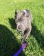 Cane Corso Puppies for sale in California, MO 65018, USA. price: $900