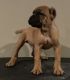 Cane Corso Puppies for sale in Richmond, VA, USA. price: $1,000