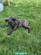 Cane Corso Puppies for sale in New Haven, IN, USA. price: NA