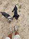 Cane Corso Puppies for sale in Traverse City, MI, USA. price: $2,500