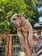 Cane Corso Puppies for sale in Tracy, CA, USA. price: $1,300