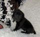 Cane Corso Puppies for sale in East St Louis, IL 62206, USA. price: $1,500