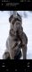 Cane Corso Puppies for sale in Coitsville-Hubbard Rd, Youngstown, OH 44505, USA. price: NA
