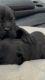 Cane Corso Puppies for sale in McKinney, TX, USA. price: $2,800
