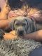 Cane Corso Puppies for sale in Newark, DE, USA. price: $1,800
