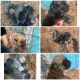 Cane Corso Puppies for sale in Clermont, GA 30527, USA. price: $1,600