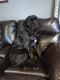 Cane Corso Puppies for sale in Warwick, RI, USA. price: $100