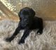 Cane Corso Puppies for sale in Anaheim, CA 92802, USA. price: $1,300
