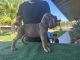 Cane Corso Puppies for sale in Anaheim, CA 92802, USA. price: NA