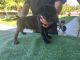 Cane Corso Puppies for sale in Anaheim, CA 92802, USA. price: NA