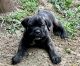 Cane Corso Puppies for sale in Shelbiana, KY 41562, USA. price: $800