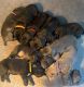 Cane Corso Puppies for sale in Chesapeake, VA, USA. price: $3,000