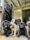 Cane Corso Puppies for sale in Bergheim, TX 78006, USA. price: $2,500