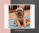 Cane Corso Puppies for sale in Pine Grove, CA, USA. price: $1,500