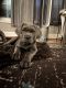 Cane Corso Puppies for sale in Clinton, MD, USA. price: $1,500