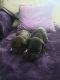Cane Corso Puppies for sale in 2519 N Roxbury Dr, San Bernardino, CA 92404, USA. price: $2,000