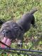Cane Corso Puppies for sale in Merritt Island, FL, USA. price: $1,800