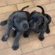 Cane Corso Puppies for sale in Carolina Township, NC, USA. price: $700