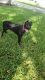 Cane Corso Puppies for sale in Homestead, FL 33033, USA. price: $1,500