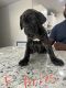 Cane Corso Puppies for sale in San Antonio, TX, USA. price: $3,500