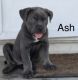 Cane Corso Puppies for sale in Cameron, NC 28326, USA. price: $800