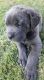 Cane Corso Puppies for sale in Paris, TN 38242, USA. price: $2,500