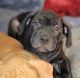 Cane Corso Puppies for sale in Tiverton, RI 02878, USA. price: $500