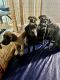 Cane Corso Puppies for sale in Castro Valley, CA 94546, USA. price: $1,800