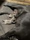 Cane Corso Puppies for sale in Barrington, IL 60010, USA. price: $2,500