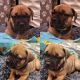 Cane Corso Puppies for sale in Sykesville, MD 21784, USA. price: $1,000